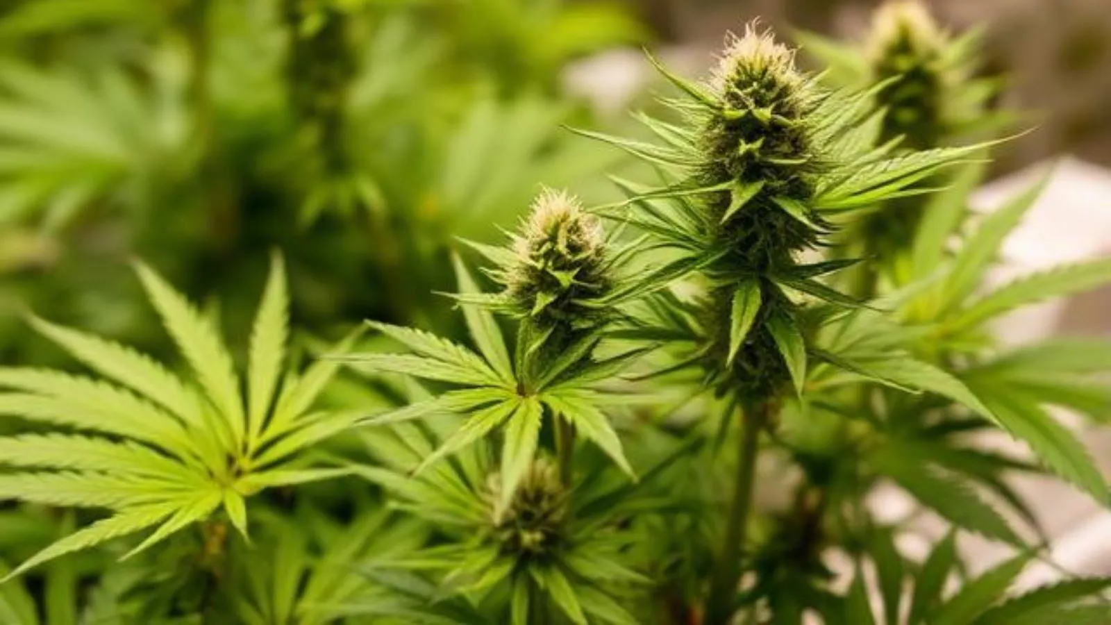 Dispensary Ontario OR 
